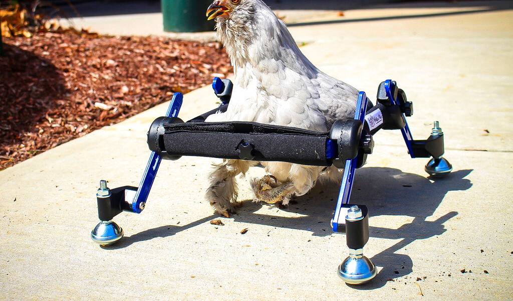 Niña defiende a su gallina en silla de ruedas