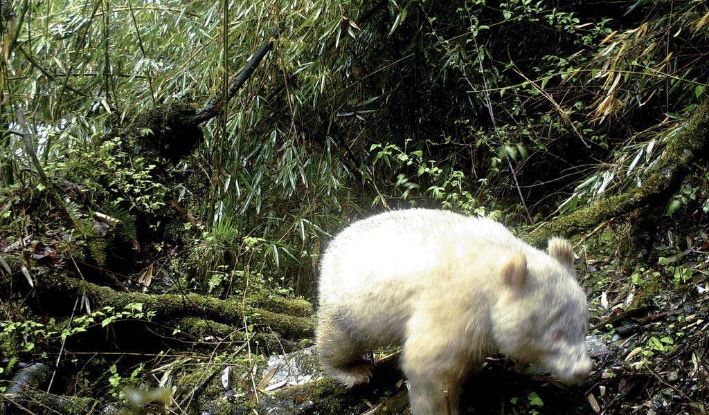 Fotografían un panda albino en una reserva en China