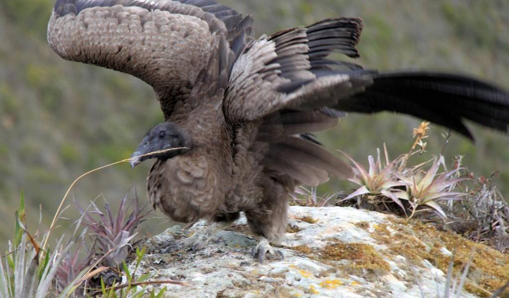 Así aprende a volar la bebé cóndor encontrada sola en Nabón