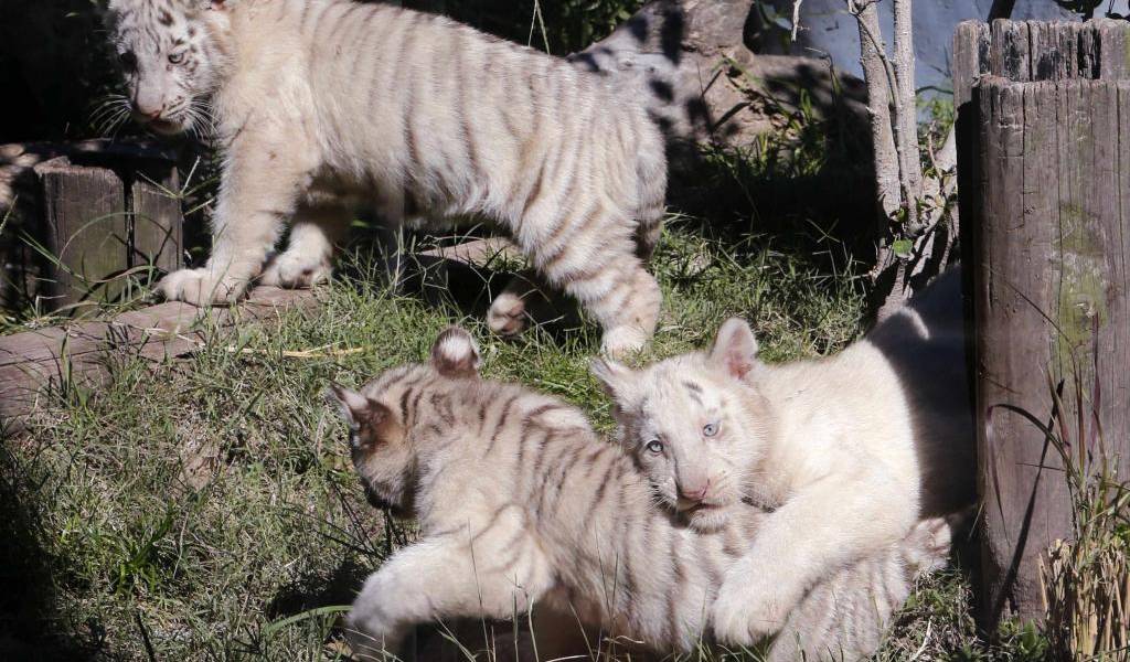Así nacieron tres tigres de bengala en el zoológico de Buenos Aires