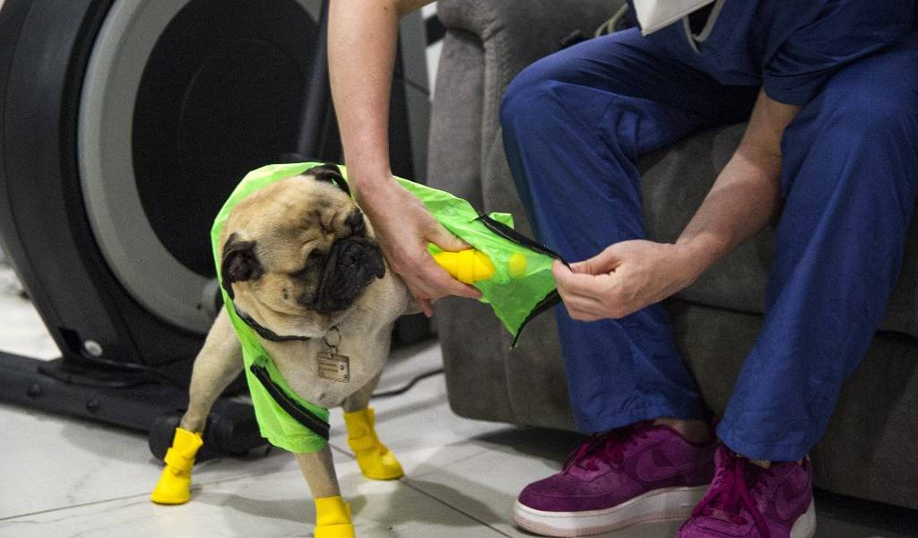 Harley, el perro terapeuta que alivia el estrés de médicos mexicanos