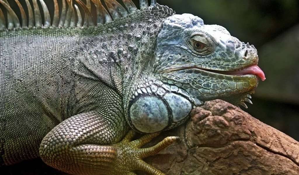 Alerta en Florida: te puede caer iguana congelada en la cabeza