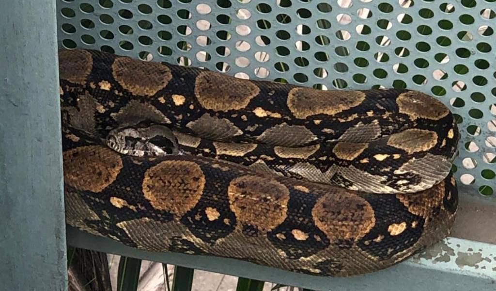 Hallan serpiente en hospital Teodoro Maldonado Carbo, del IESS