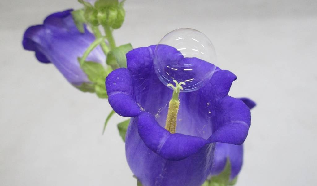 Pompas de jabón pueden polinizar frutales, según estudio