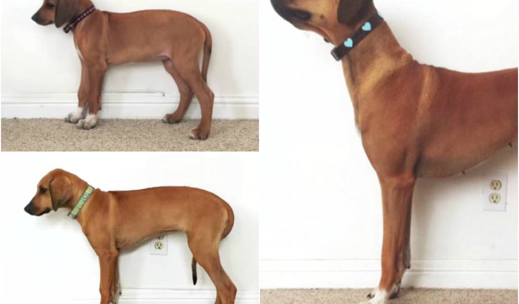 (VIDEO) En 60 segundos: el crecimiento de un cachorro durante 3 años