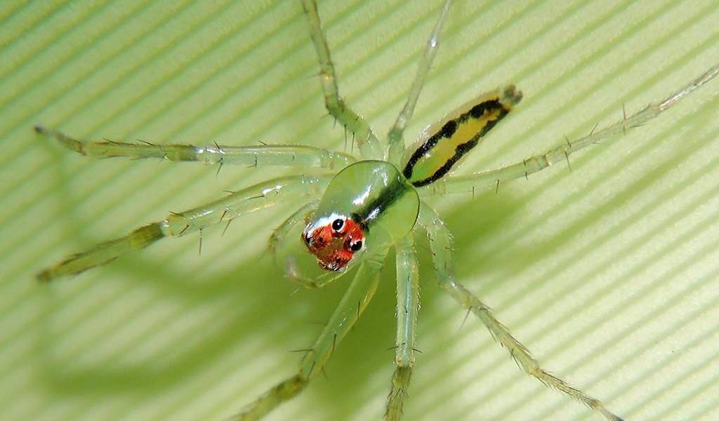 Investigadores describen una nueva especie de araña cazadora en Ecuador