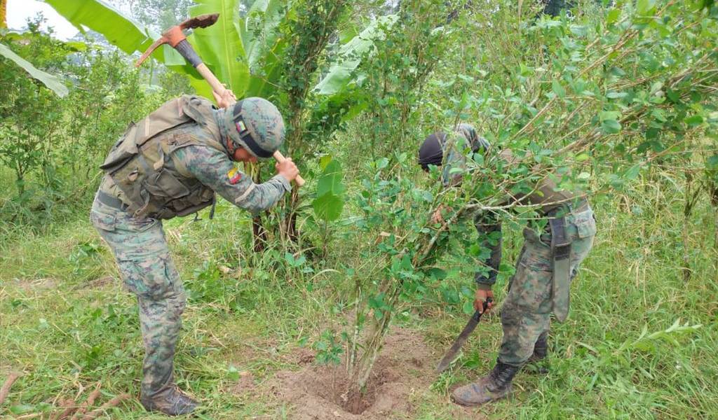 Fuerzas Armadas localiza otra plantación de coca en Sucumbíos