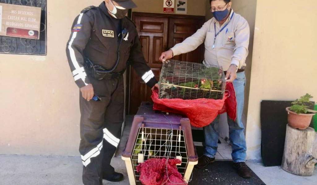 Un detenido al intentar vender 53 pericos caretirrojos en El Oro
