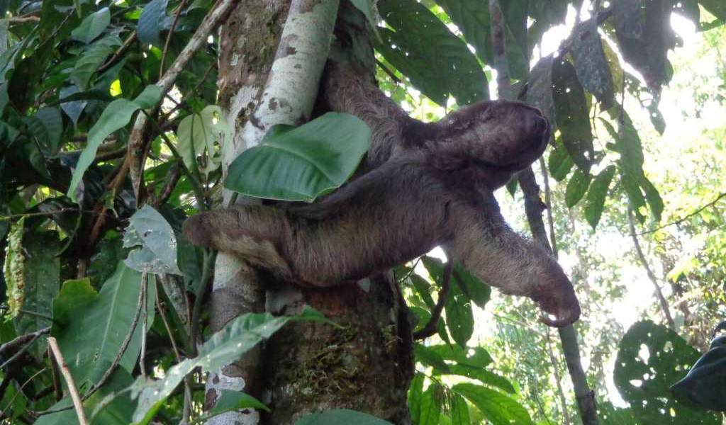 Cuatro animales silvestres liberados en Orellana