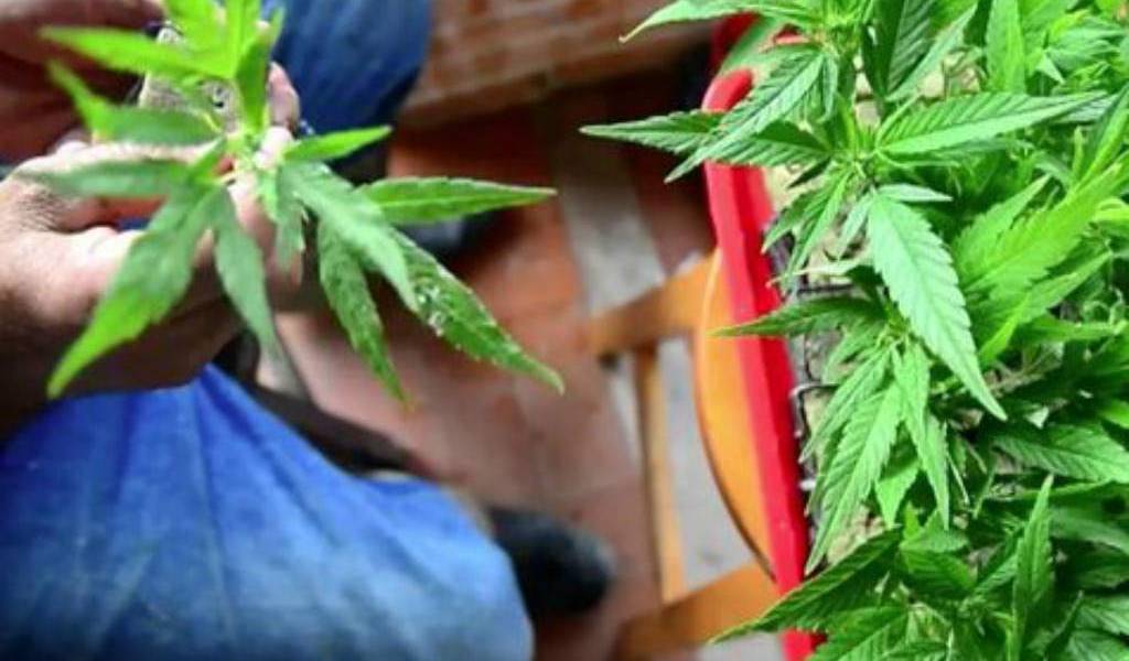 La legalización de la marihuana, todavía una rareza en el mundo
