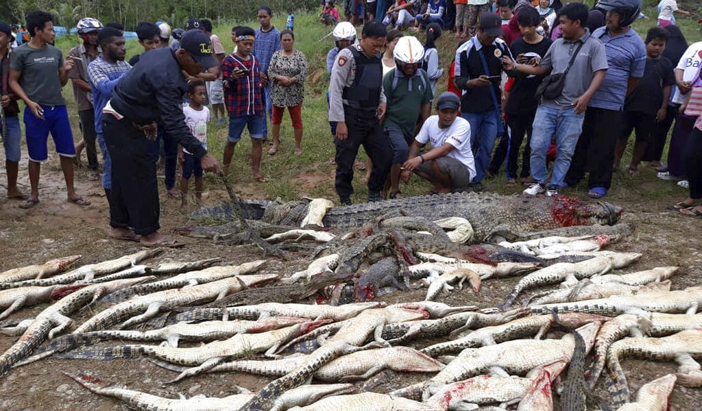 Turba mata a cientos de cocodrilos en criadero en Indonesia