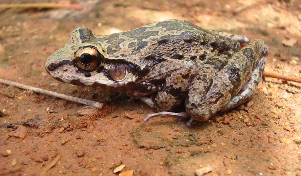 Brasil: descubren especie de sapo que es fiel... a sus dos &quot;esposas&quot;