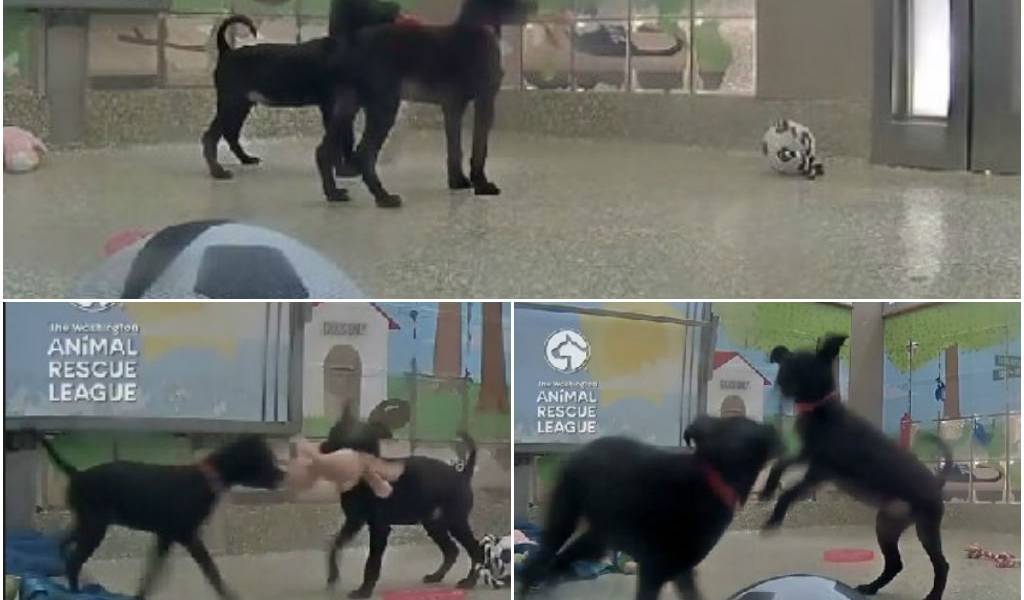 Sigue los pasos de dos juguetones canes durante 24 horas