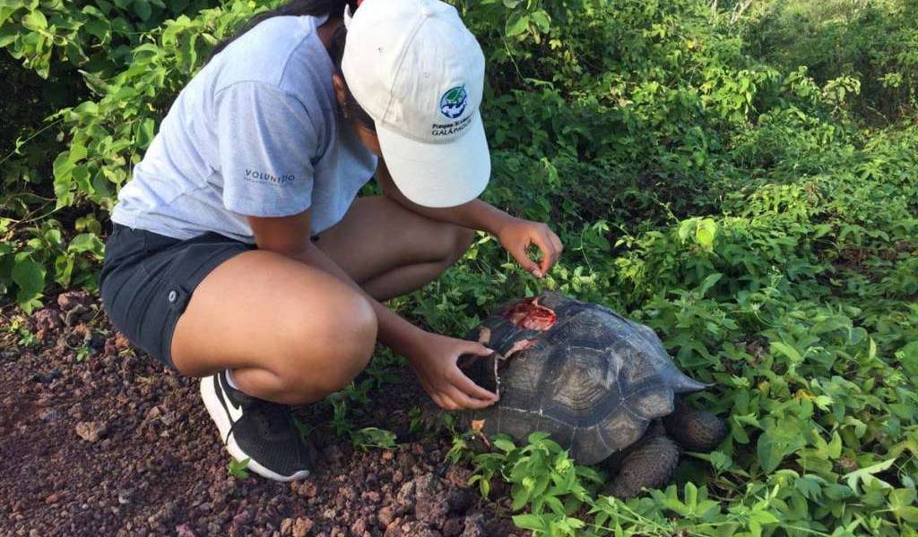 Encuentran mal herida a una tortuga en Santa Cruz