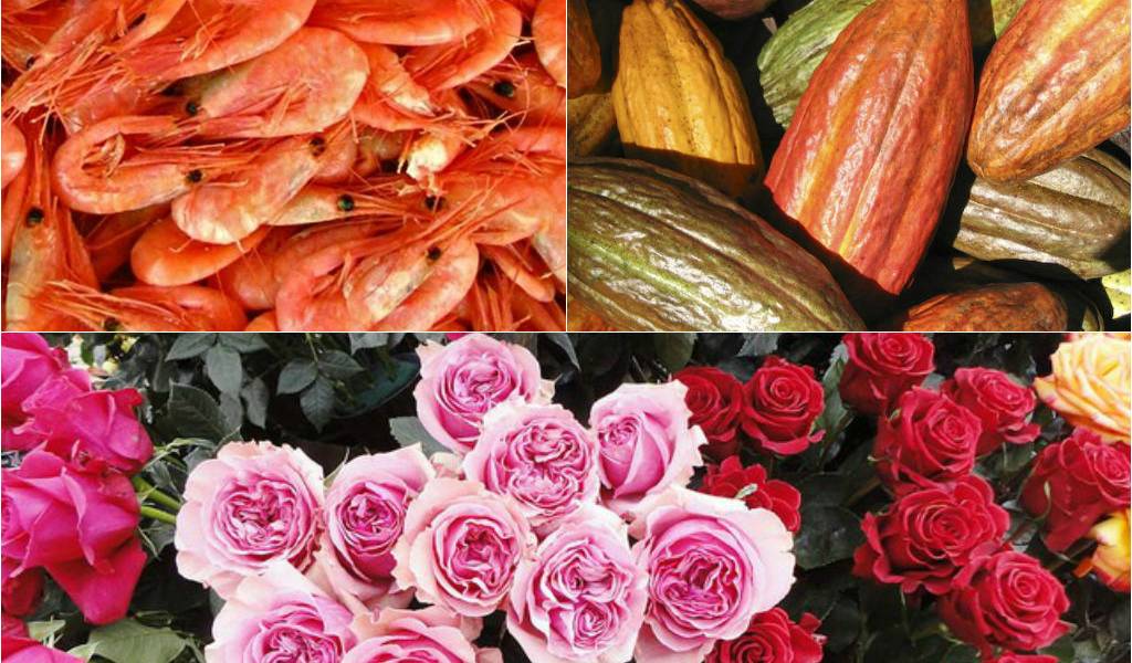 Camarón, flores y cacao ingresarán sin aranceles a 28 países