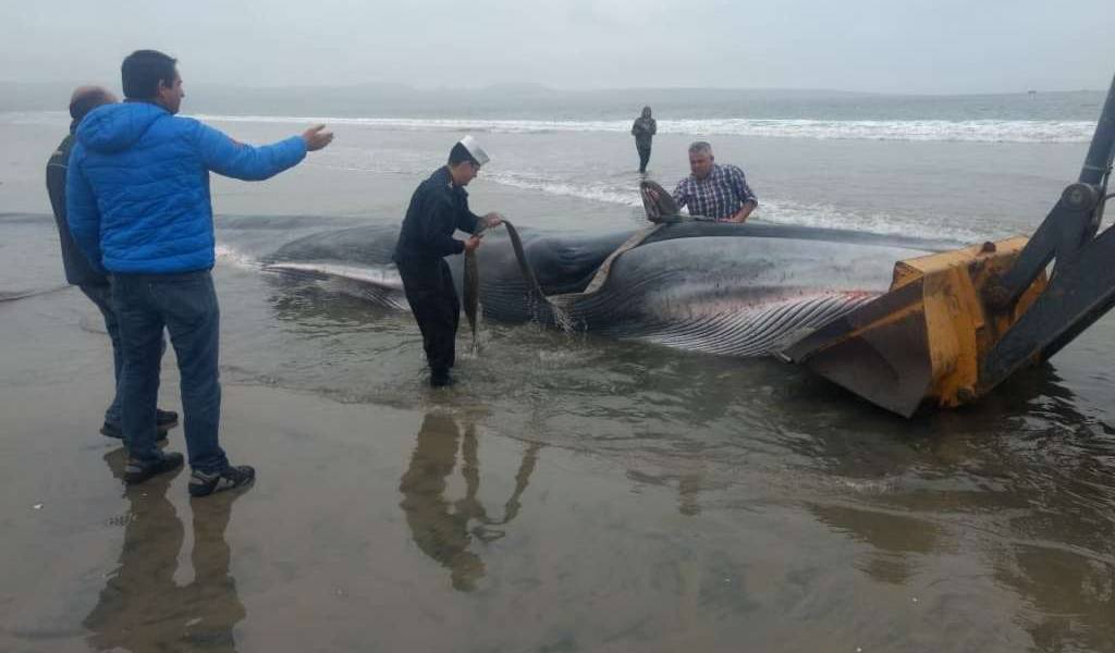Ballena muere varada en una playa de Chile