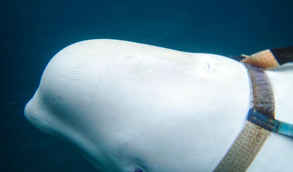 Encuentran a ballena en costa noruega con un arnés