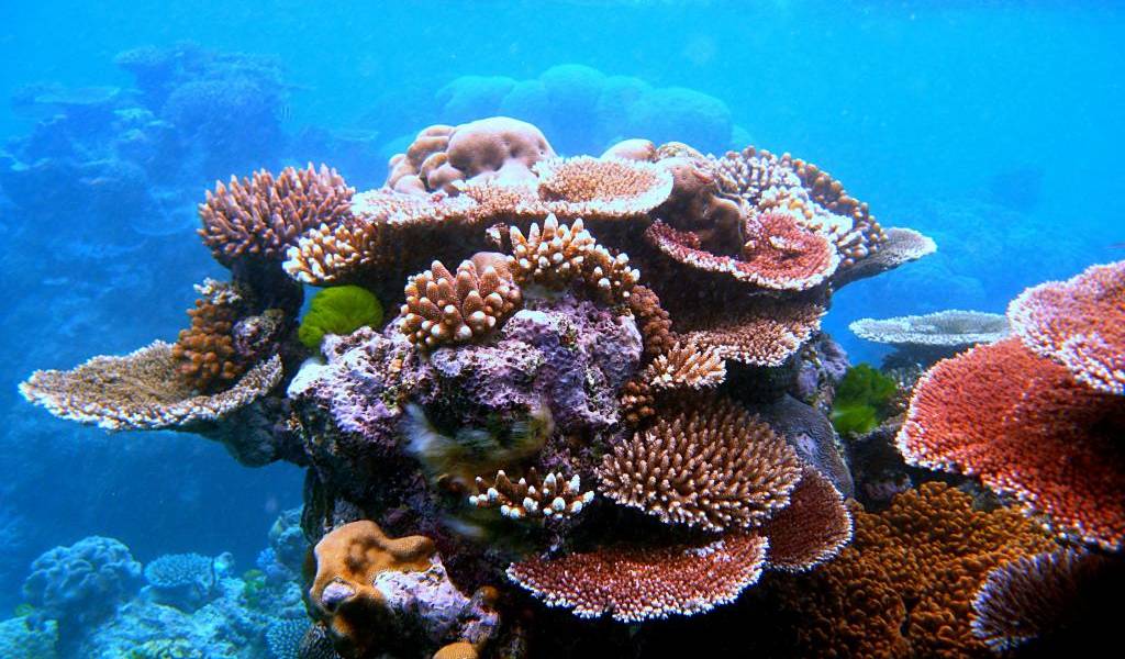 Los corales del Caribe pueden desaparecer en los próximos 20 años