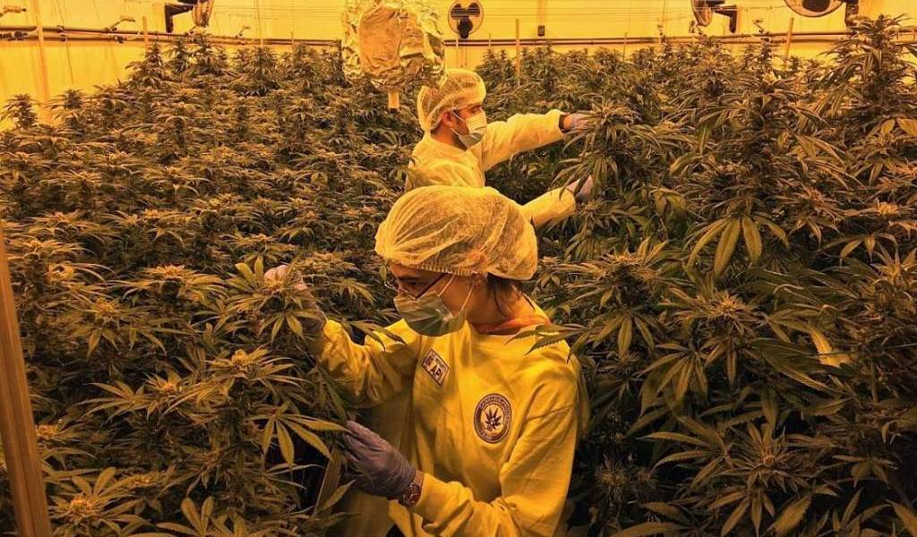 Cannabis terapéutico se autorizará en Gran Bretaña