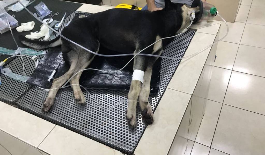 Perro que fue lanzado del Capwell presenta fractura en la columna vertebral