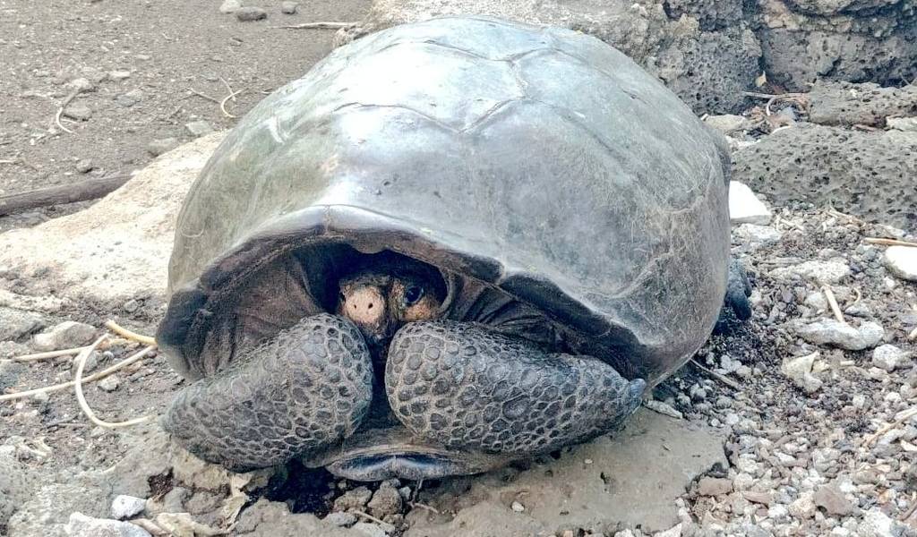 Hallan en Galápagos tortuga gigante considerada desaparecida hace un siglo