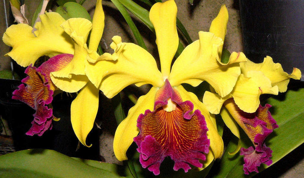 Describen en Costa Rica nuevo tipo de la orquídea &quot;más bella del mundo&quot;