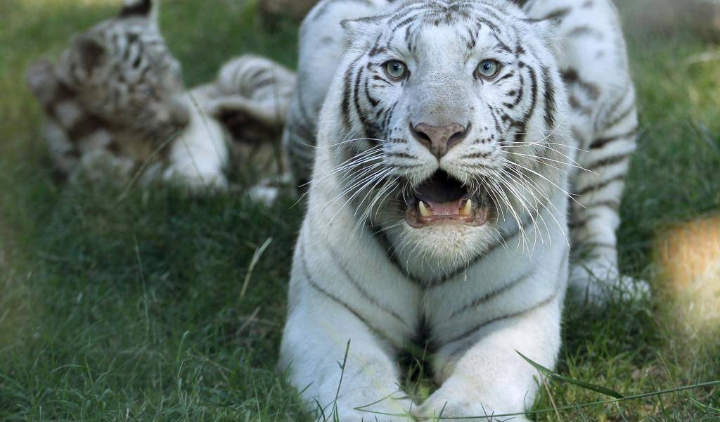 Así nacieron tres tigres de bengala en el zoológico de Buenos Aires