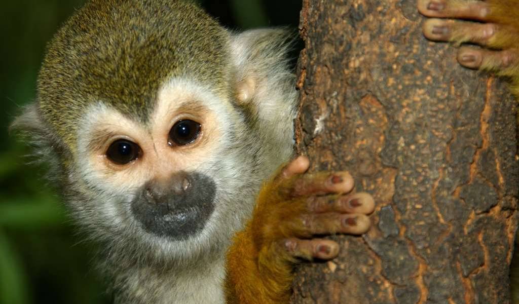 Ecuador tiene 40 especies en peligro crítico de extinción