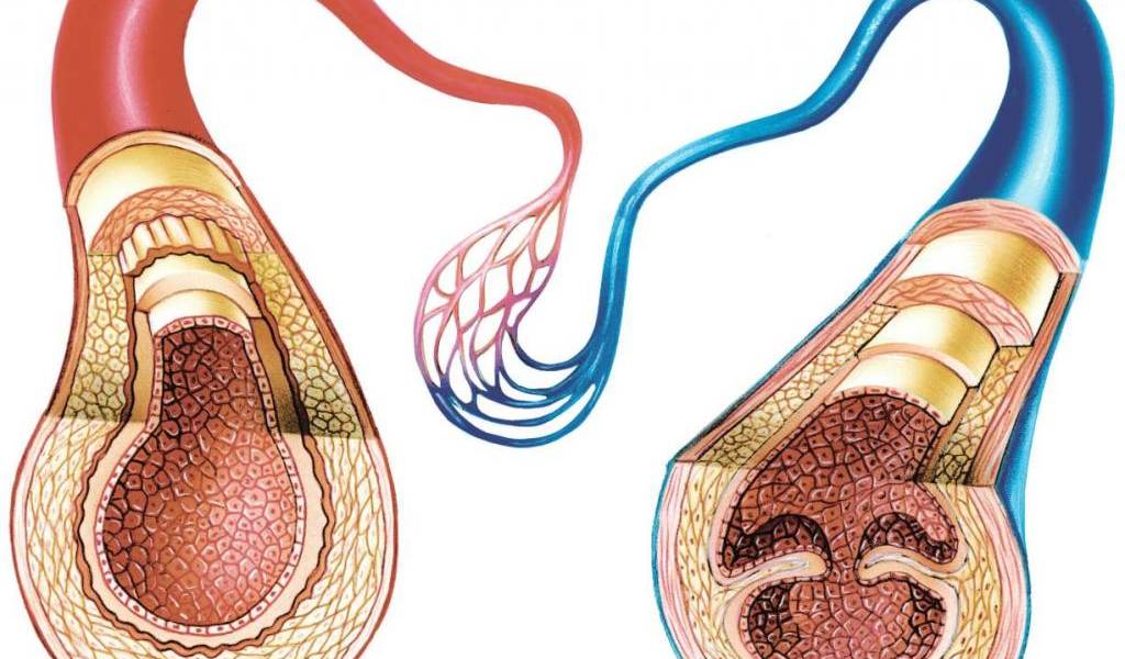 Especialista español revela que arterias son la clave contra envejecimiento