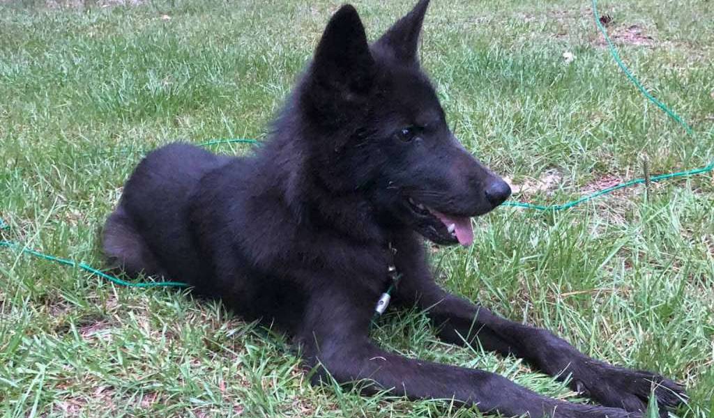 Dueño recibe nota anónima informando que mataron a su perra