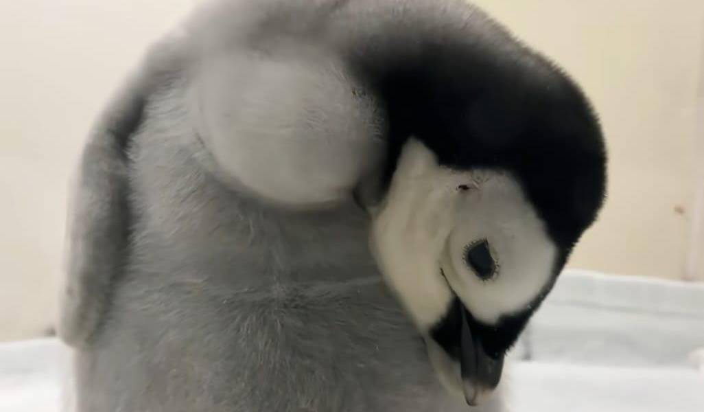 Viral | Un pingüino Emperador bebé se quedó dormido en medio de su revisión de rutina
