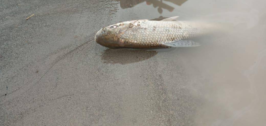 Hallan miles de peces muertos en el río Anzu en Napo