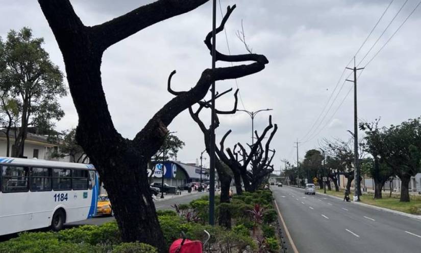 En la avenida Kennedy, en el norte de la urbe, el parterre luce descubierto de follaje. Solo se observan troncos. Por otra parte, en la acera, algunos árboles reaccionan favorablemente a la endoterapia. Los brotes con nuevas hojas están naciendo de las ramas.