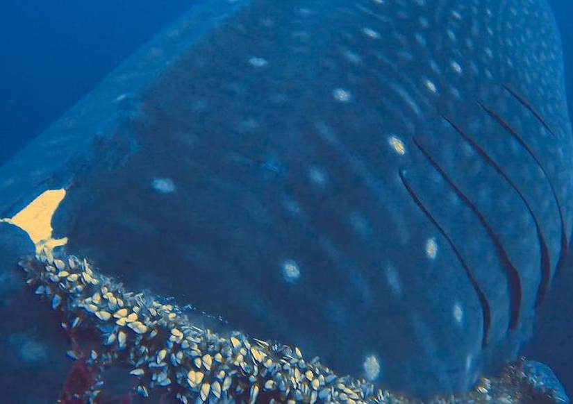 Imagen de la red que atrapó al tiburón ballena en las Islas Galápagos.