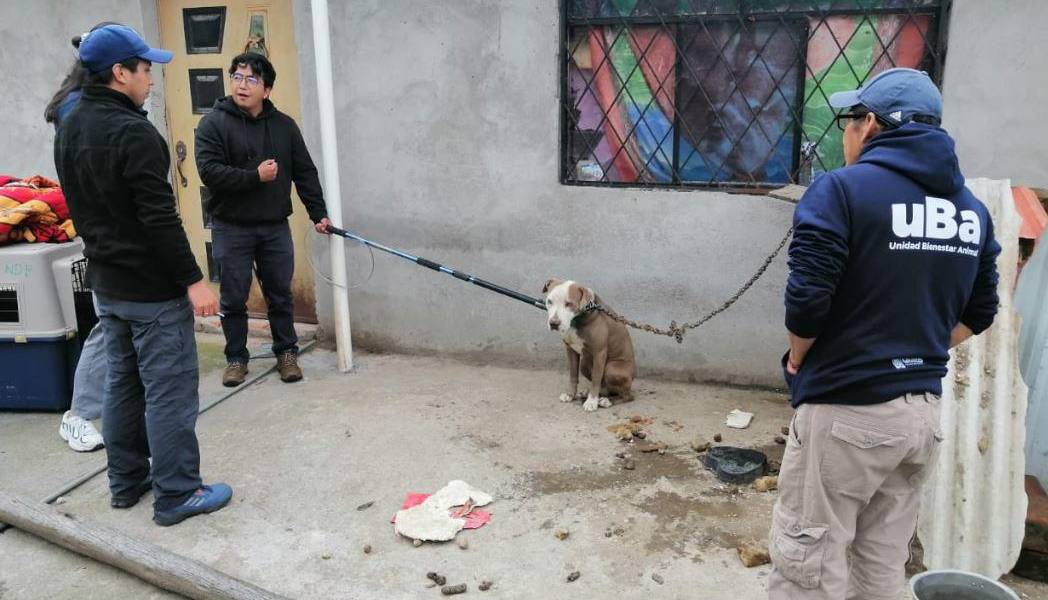 Quito | Un perro que vivía encadenado y sin comida fue rescatado de una casa en Chilibulo