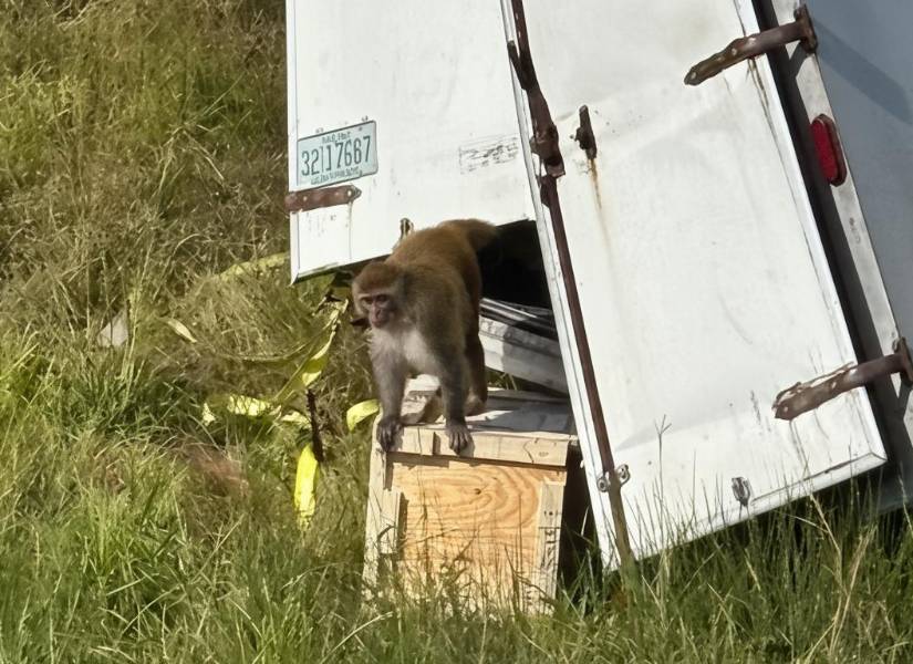 Foto de un mono huyendo del camión volcado en Misisipi