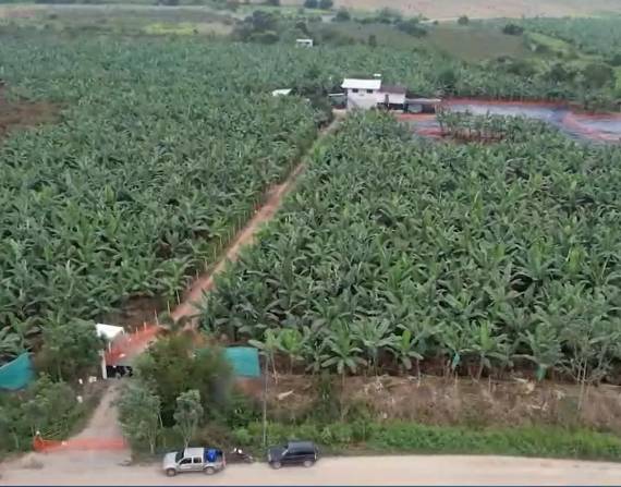 Plantación de plátanos.