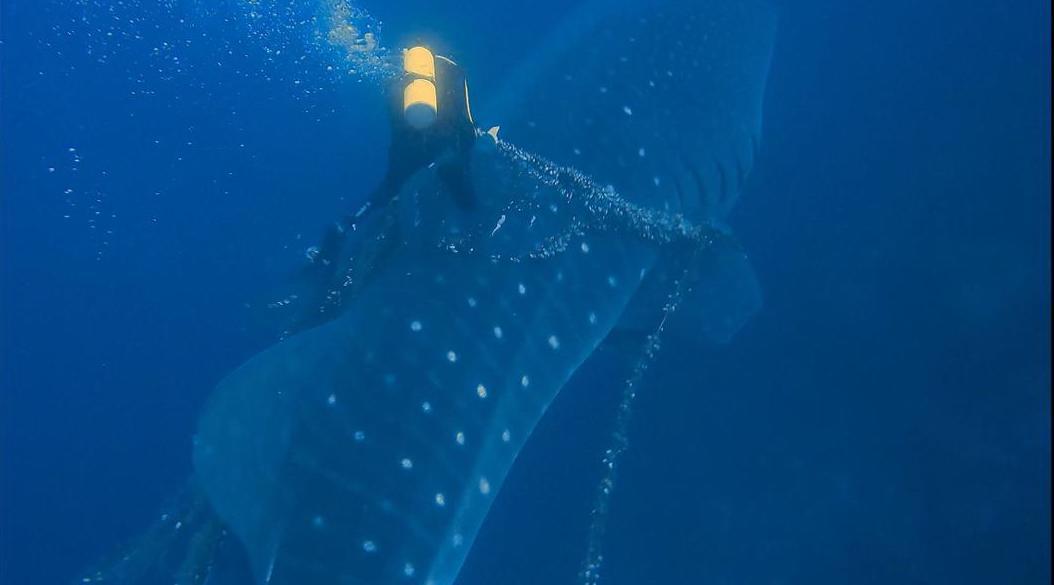 Un buzo salvó a un tiburón ballena que estaba atrapado en una red de pesca, en las Islas Galápagos