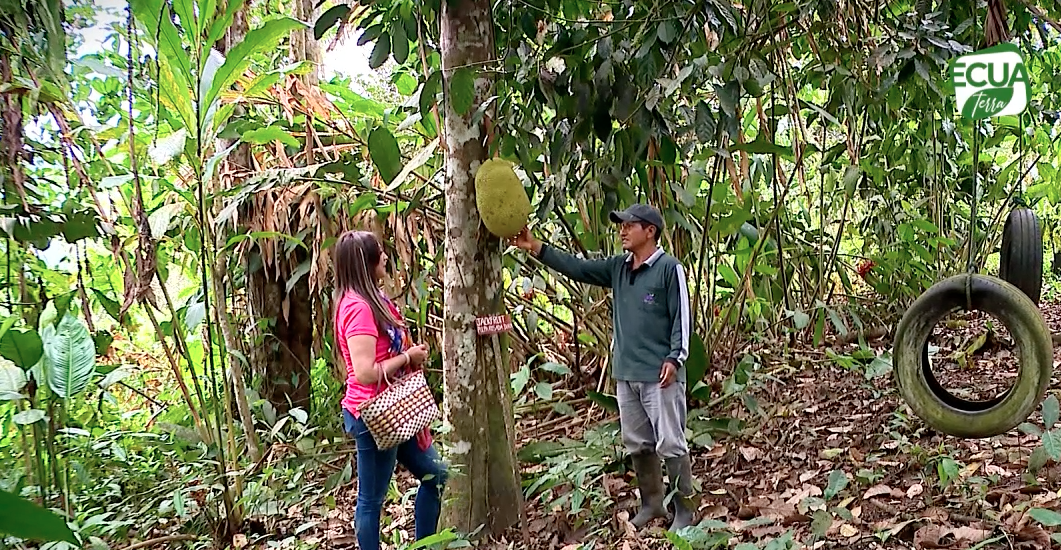 Agricultura sostenible en Pichincha