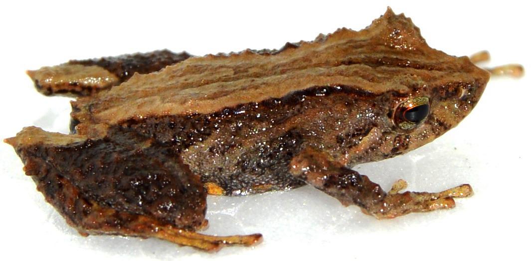 Encuentran en Ecuador nueva especie de sapo en peligro de extinción