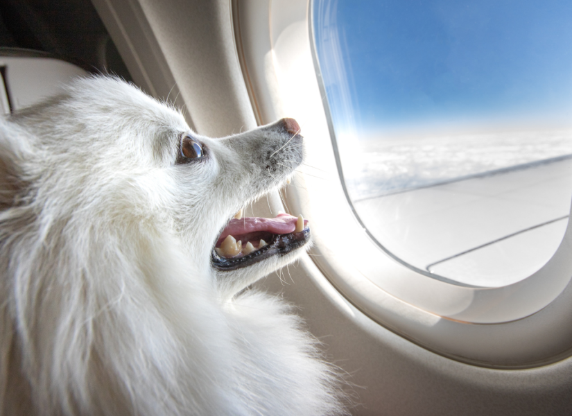 Perro observando a través de la ventana de avión.