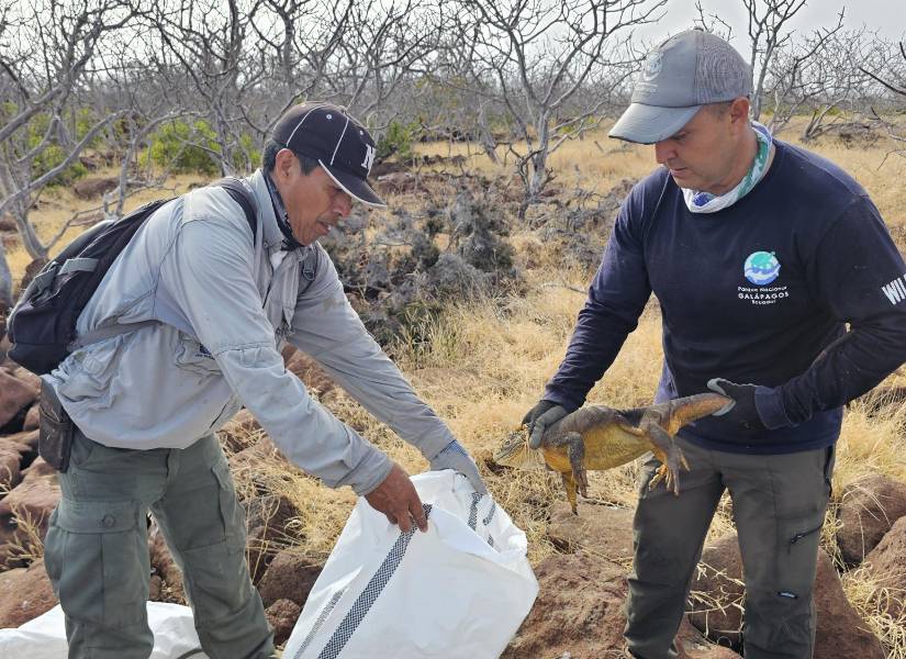 Entre agosto y octubre de 2025, se realizó la reintroducción de 1 500 iguanas terrestres.