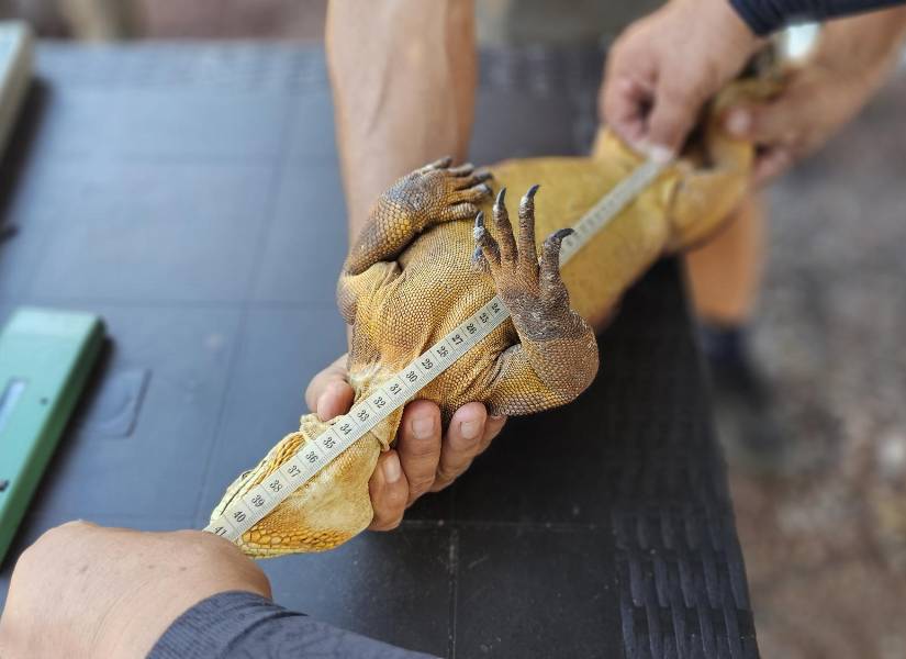 Entre agosto y octubre de 2025, se realizó la reintroducción de 1 500 iguanas terrestres.
