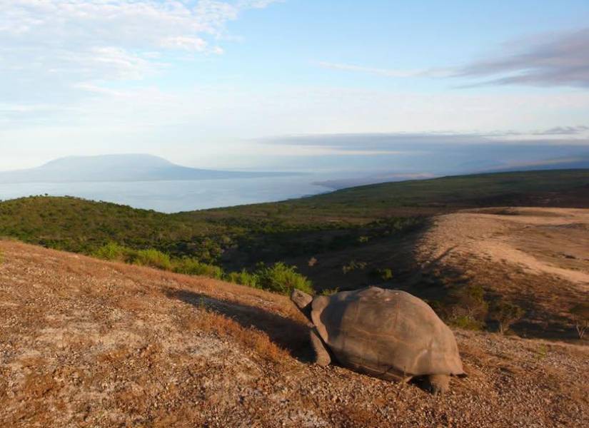 Tortuga Gigante de Galápagos.