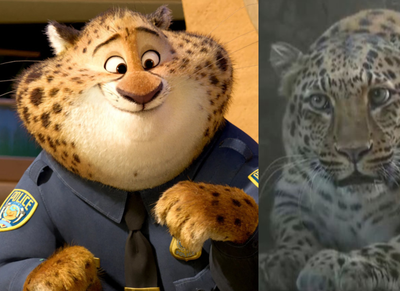 El parecido del leopardo obeso y el oficial Clawhauser.