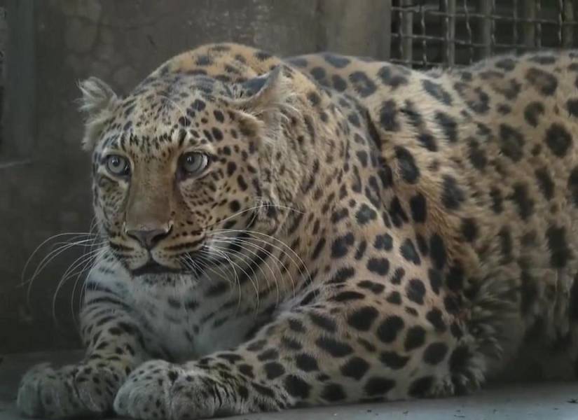 Leopardo obeso.