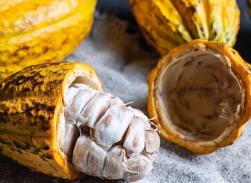 Imagen referencial: Cacao.