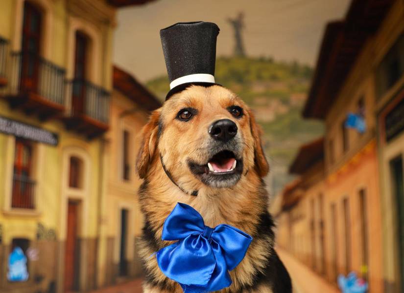 Gardenia, 1 año. Rescatada tras una denuncia de intento de envenenamiento. A pesar de su pasado, es sociable, juguetona y muy amorosa.