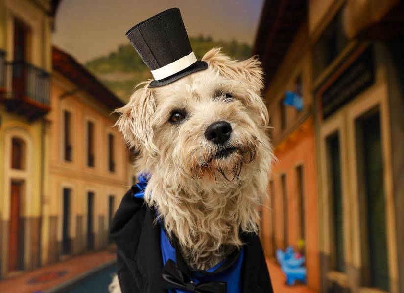 Violeta, 2 años. La encontraron encadenada y muy flaquita. Con paseos diarios, pollito y mucho cariño, volvió a sonreír. Es dulce, noble y muy agradecida.