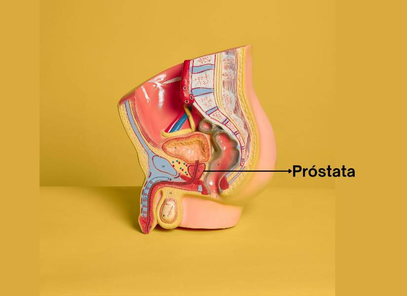 Sistema reproductivo masculino.